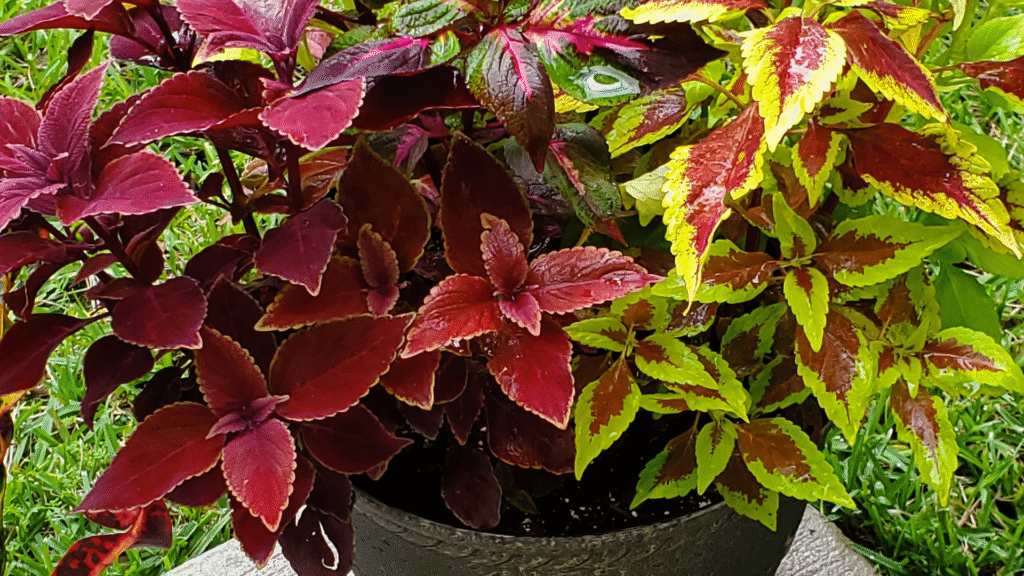 Vaso com diferentes variedades de coleus, em tons de vermelho, bordô e verde vibrante.