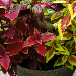Vaso com diferentes variedades de coleus, em tons de vermelho, bordô e verde vibrante.
