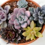 Vaso com diversas Echeverias coloridas em tons de roxo, rosa, verde e azul, formando um arranjo harmonioso.