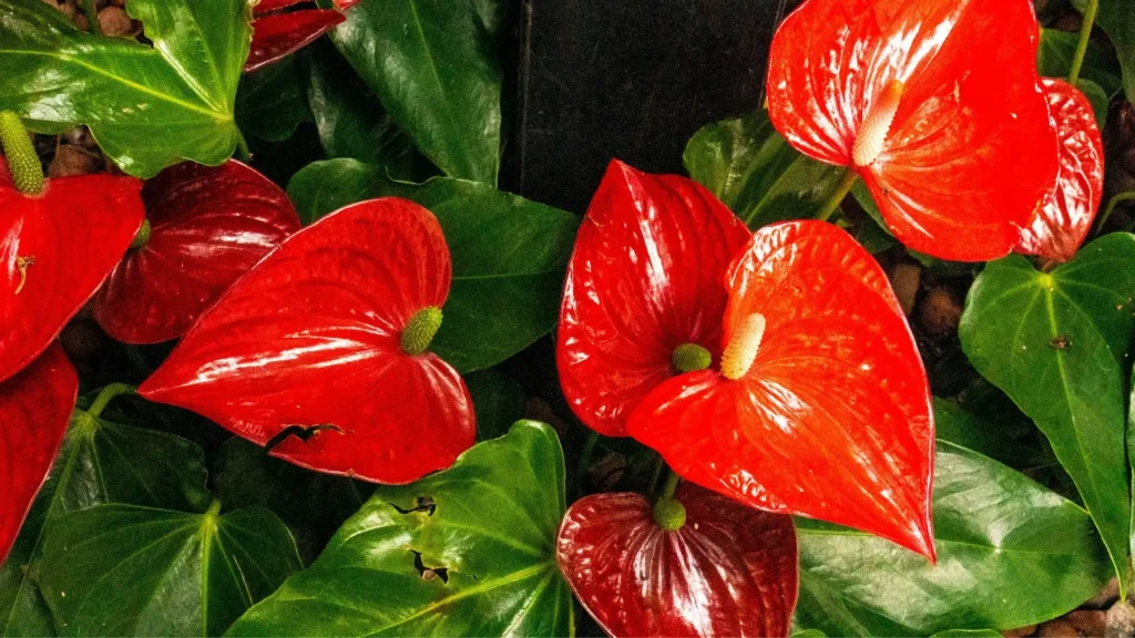 Antúrios vermelhos com folhas verdes usados como imagem clicável para acessar o artigo sobre antúrio planta