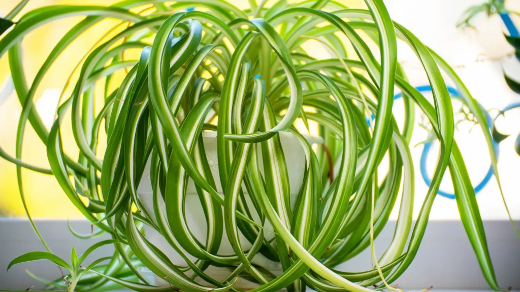 Imagem miniatura clicável de um clorofito variegata com folhas verdes e listras brancas, que leva ao artigo completo sobre cuidados com o clorofito.