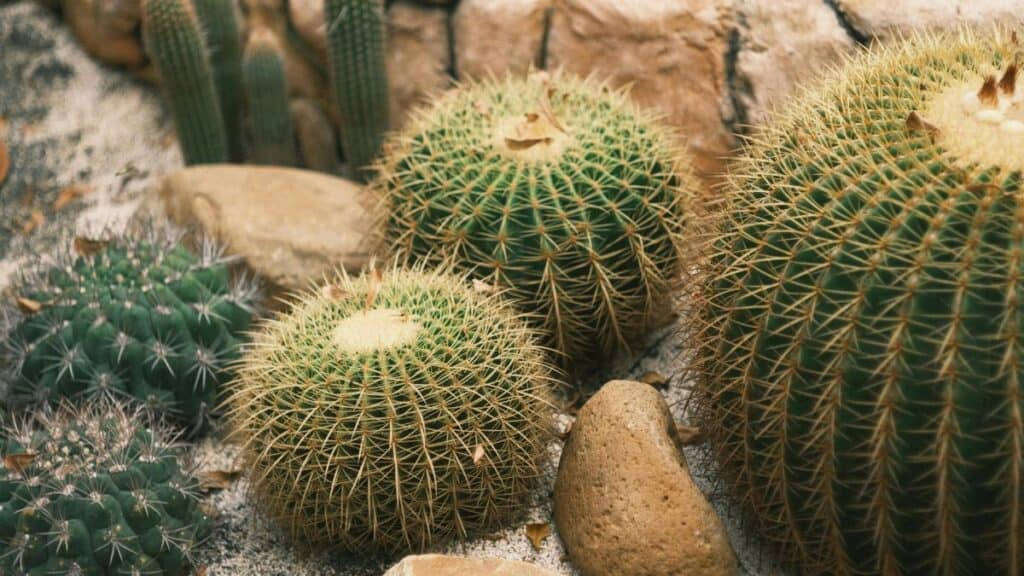 Como cuidar de cactos em jardim com espécies saudáveis em ambiente seco e bem iluminado