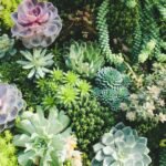 Suculentas variadas em diferentes formatos e cores, formando um arranjo vibrante e saudável em cultivo.