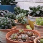 Vários tipos de suculentas raras em pequenos vasos de cerâmica, organizadas sobre uma superfície de madeira.
