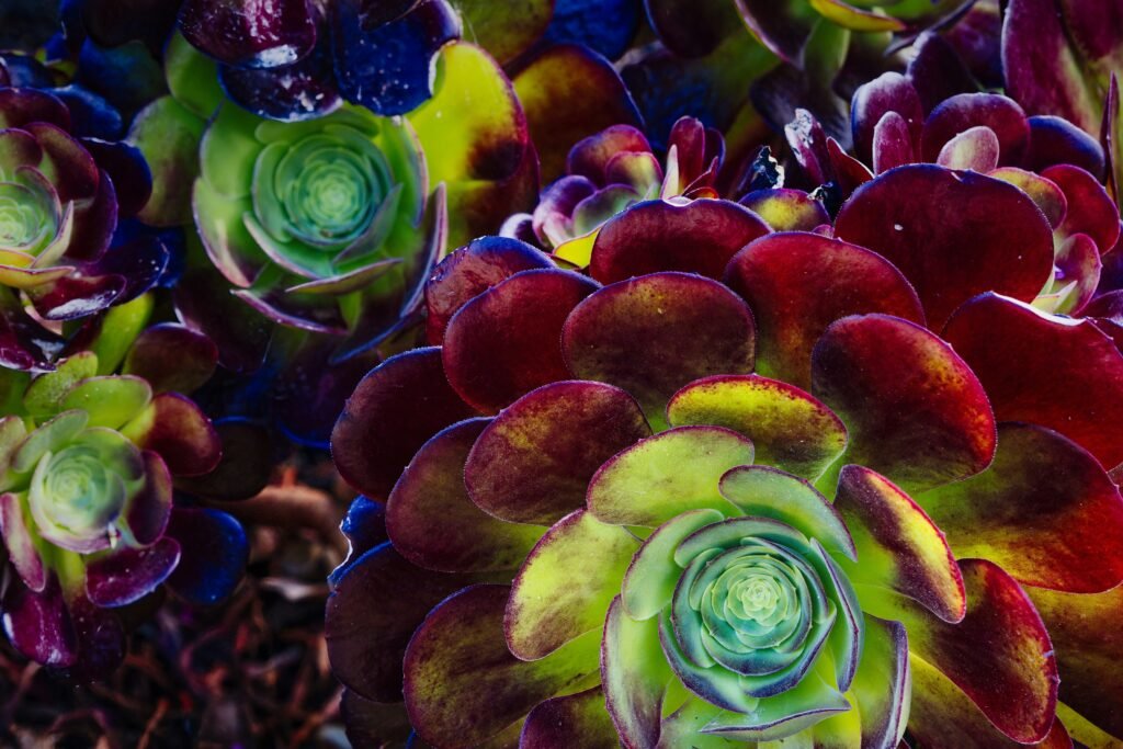 Suculentas raras de cores vibrantes: um espetáculo natural que transforma qualquer jardim.
