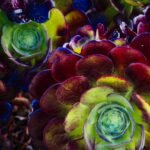 Suculentas raras de cores vibrantes: um espetáculo natural que transforma qualquer jardim.