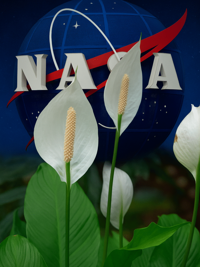 Lírio da Paz: Segredos da NASA e Floração Surpreendente