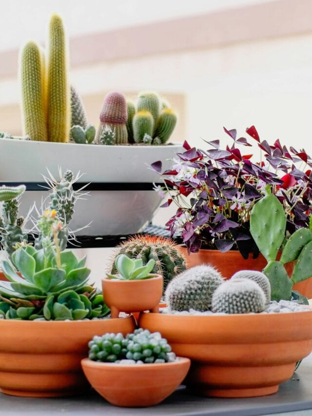 Cuidar de Cactos: Guia Fácil para Plantas Saudáveis