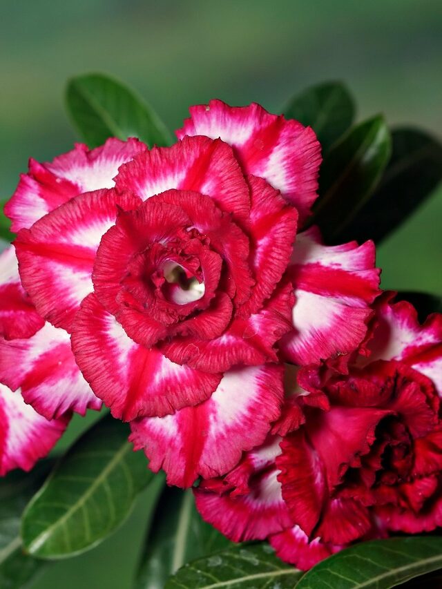 Rosa do Deserto: Guia Completo para Cultivar