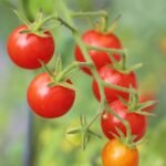 Tomates cereja maduros e verdes em galho, prontos para cultivo.