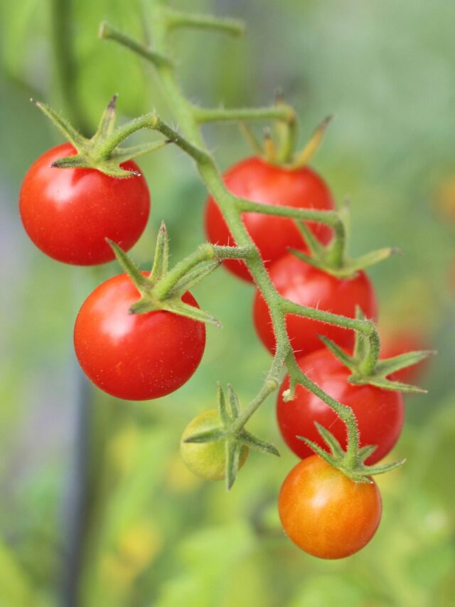 Tomate Cereja: Cultive, Cuide e Colha em Casa