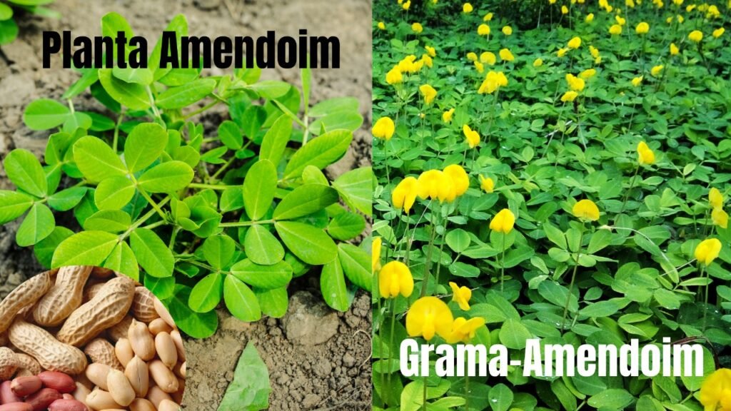 diferença entre Grama-Amendoim e Planta Amendoim