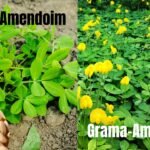 diferença entre Grama-Amendoim e Planta Amendoim
