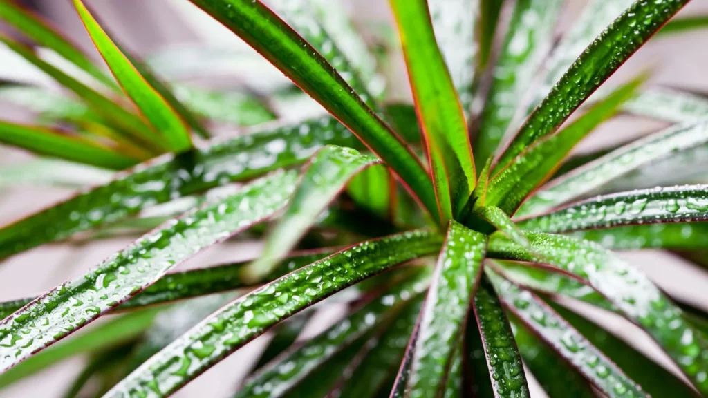Folhas alongadas da Dracaena marginata com gotas de água, usadas como miniatura clicável para acessar o artigo completo sobre a planta.
