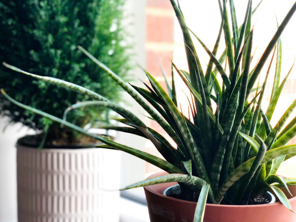 Vaso com planta Espada de São Jorge em destaque próximo a uma janela, com fundo desfocado e outra planta decorativa.