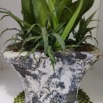 plantas que purificam o ar