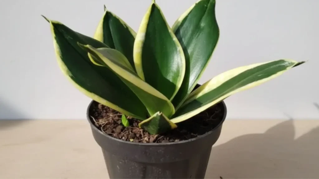 Espada de São Jorge Black Gold em vaso plástico, com folhas verde-escuras e bordas douradas.