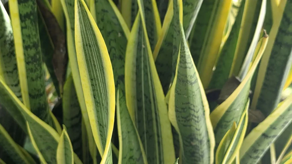 Folhas da Espada de São Jorge clássica com bordas amarelas e padrão listrado em verde.
