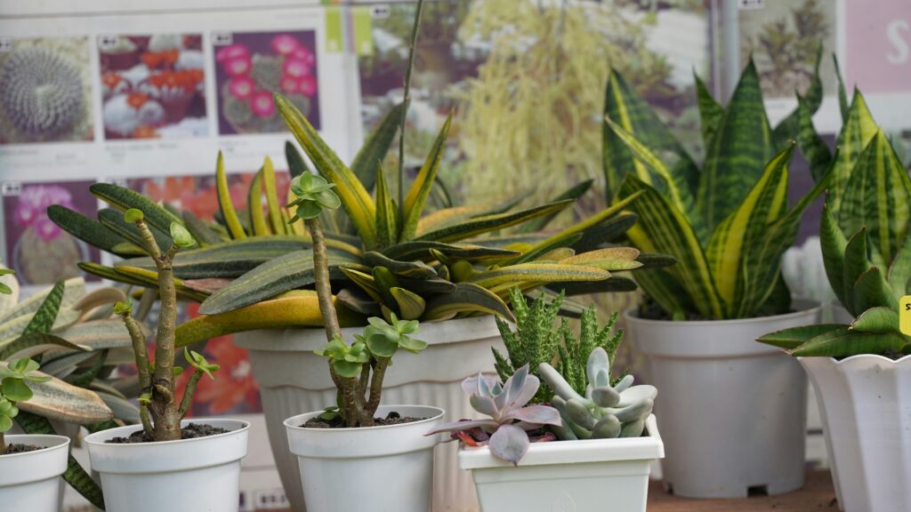 Espada de São Jorge e suculentas em vasos brancos organizadas em uma mesa de cultivo.