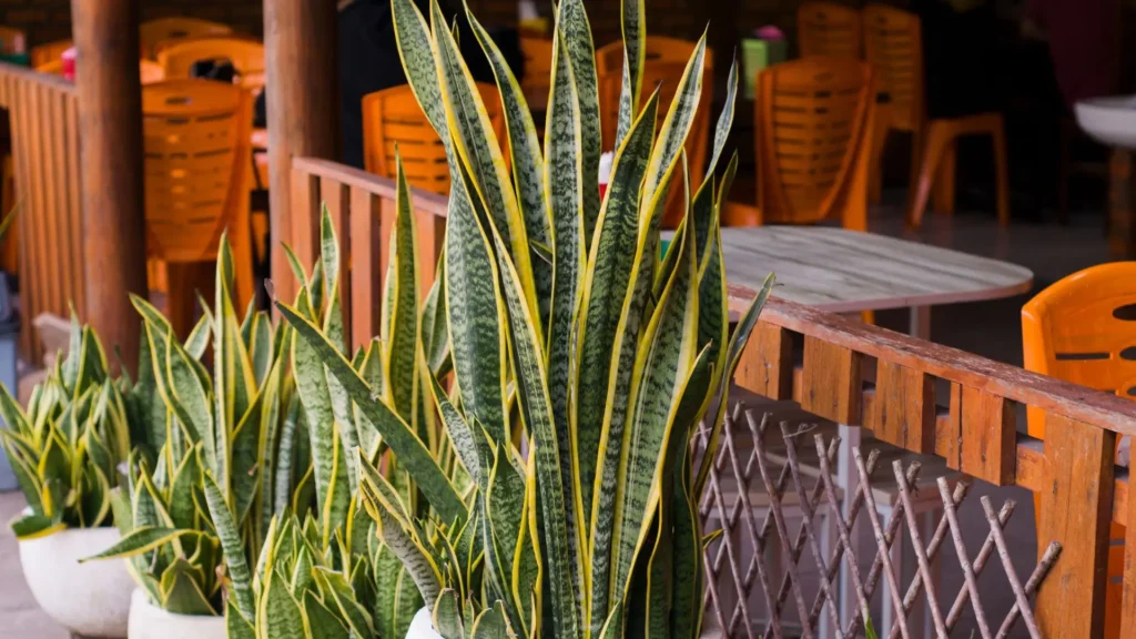 Espada de São Jorge Clássica com folhas altas e bordas amarelas usada como planta ornamental em área externa.