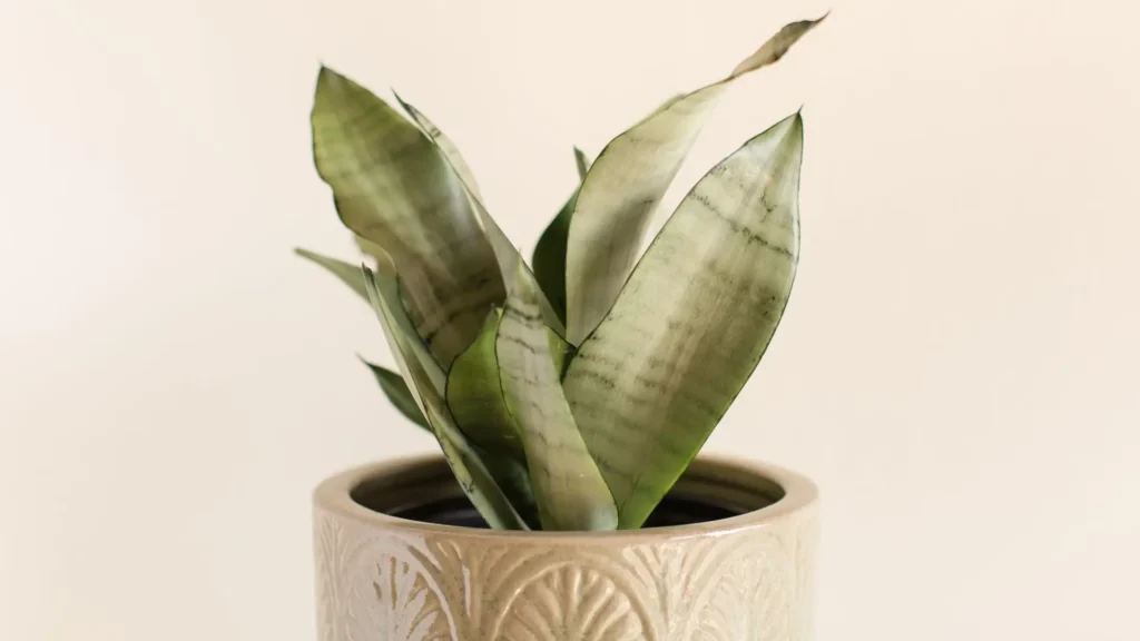 Espada de São Jorge Moonshine em vaso decorativo, com folhas prateadas e textura suave.