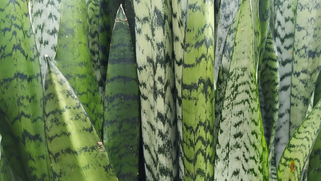 Folhas rajadas de uma Espada de São Jorge Zeylanica com padrões verde-acinzentados característicos.