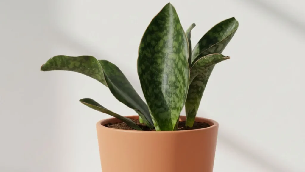 Folhas largas e verdes de uma planta do tipo Espada de São Jorge em vaso terracota, destacadas pela luz natural.