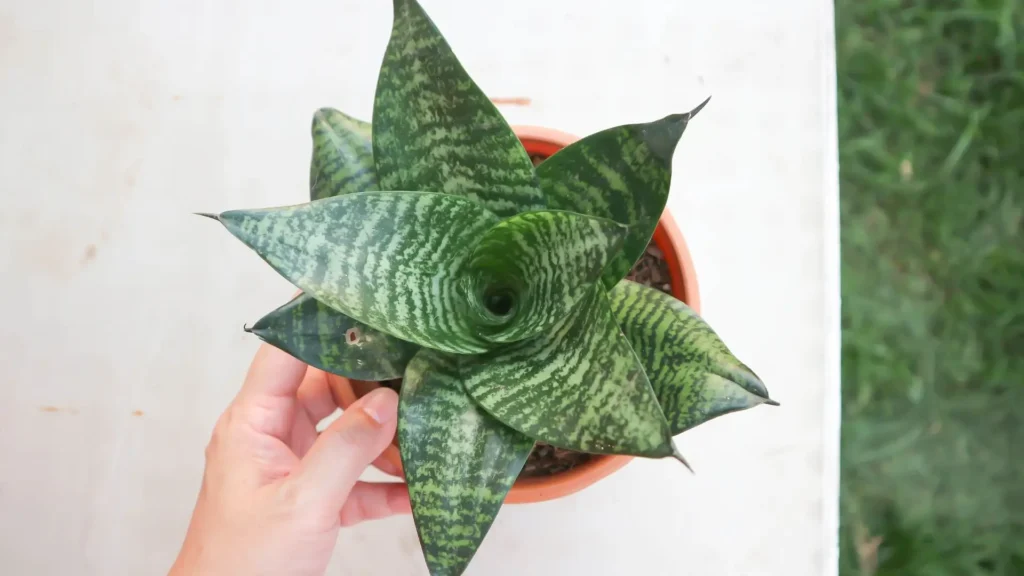 Espadinha de São Jorge em formato de roseta, vista de cima, com folhas verdes e padrão listrado.