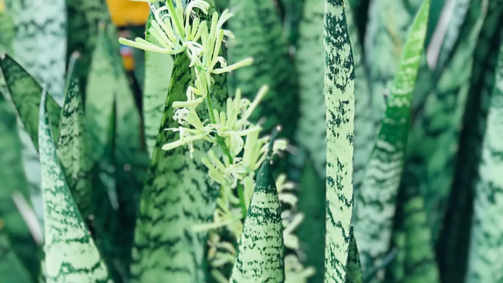 Florada da Espada de São Jorge com flores delicadas em tons claros surgindo entre as folhas listradas.