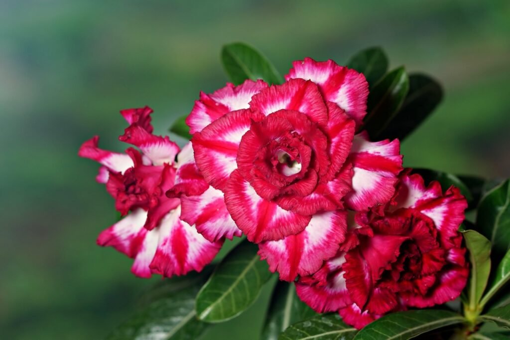 Close-up das flores da Rosa do Deserto, com pétalas duplas em tons vibrantes de vermelho e branco, destacando suas bordas onduladas e folhagem verde ao fundo.