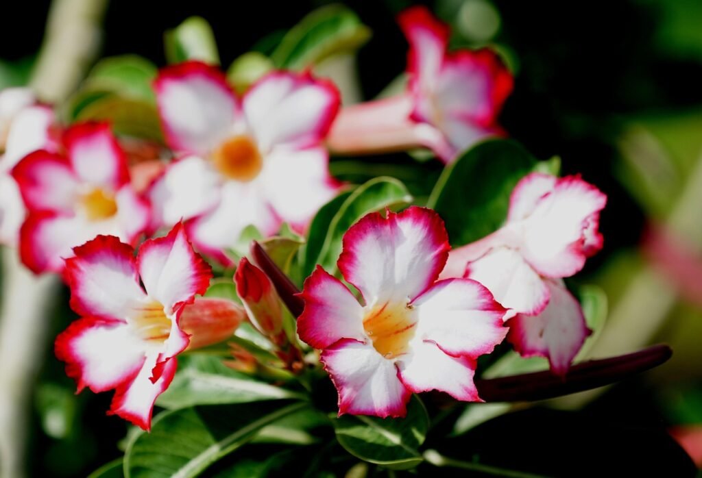 Flores da Rosa do Deserto com pétalas brancas e bordas rosadas vibrantes, em meio a folhas verdes e botão floral prestes a desabrochar.