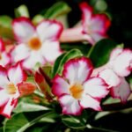 Flores da Rosa do Deserto com pétalas brancas e bordas rosadas vibrantes, em meio a folhas verdes e botão floral prestes a desabrochar.