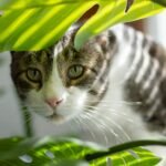 gato em meio as plantas toxicas pra ele