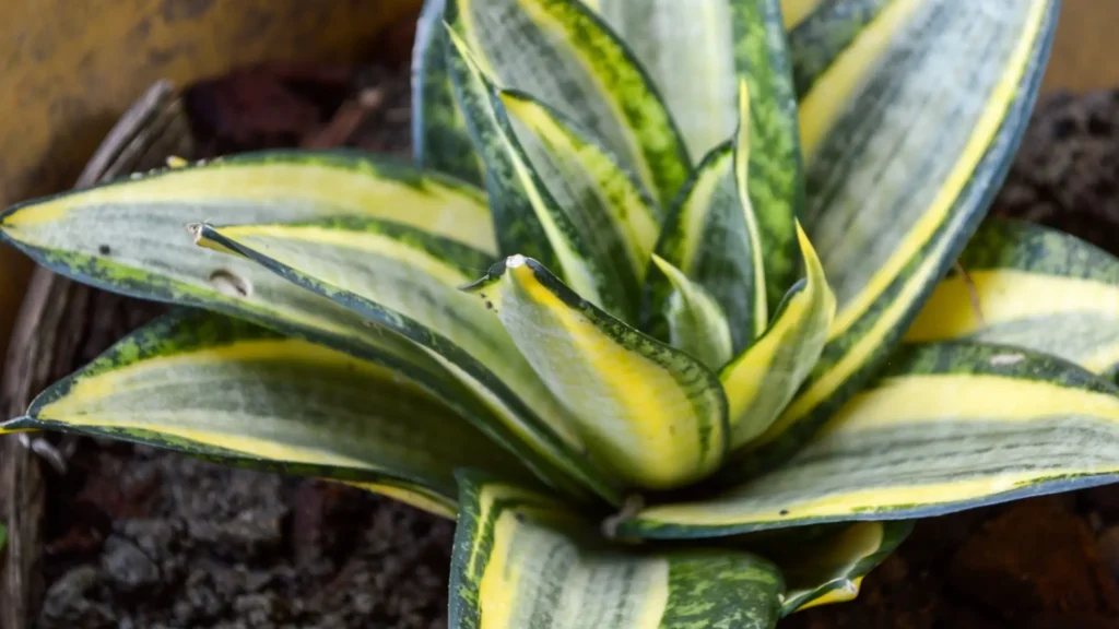 Espada de São Jorge Golden Hahnii Variegata com folhas verdes e amarelas em formato de roseta.
