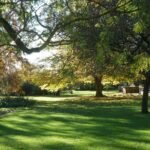 jardim bosque com gramado lindo