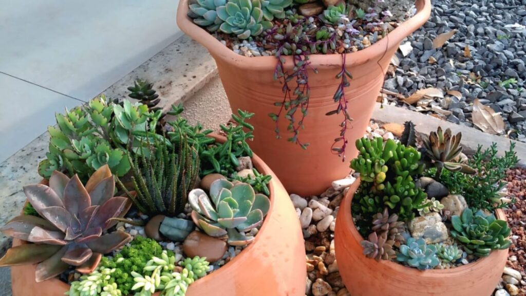 vasos de cerâmica com suculentas variadas em jardim para quintal pequeno