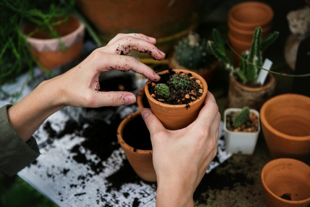 Pessoa plantando mudas de suculentas em pequenos vasos de barro com as mãos.