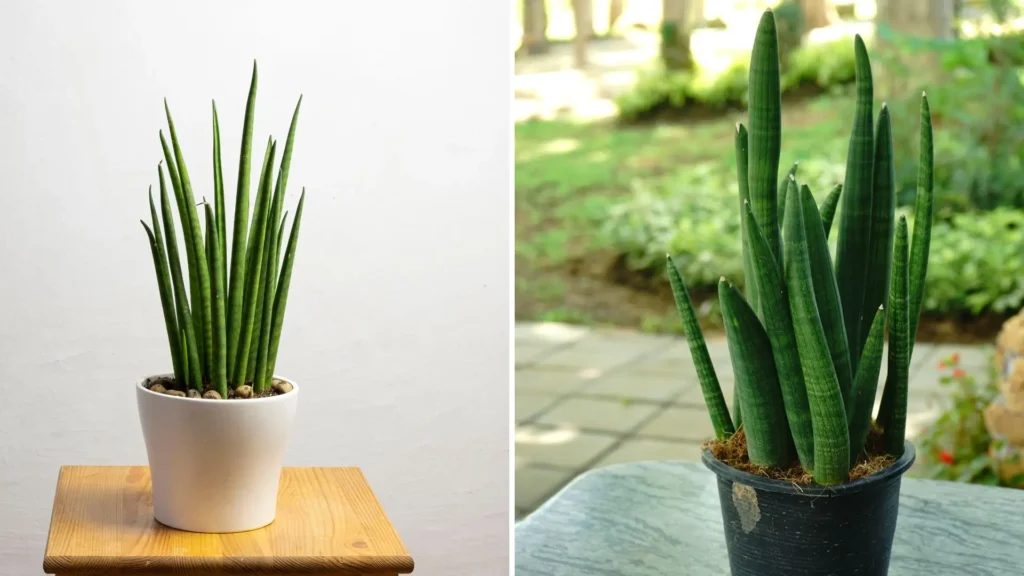 Lança de São Jorge com folhas cilíndricas e eretas em vasos, destacando o formato vertical típico da variedade.
