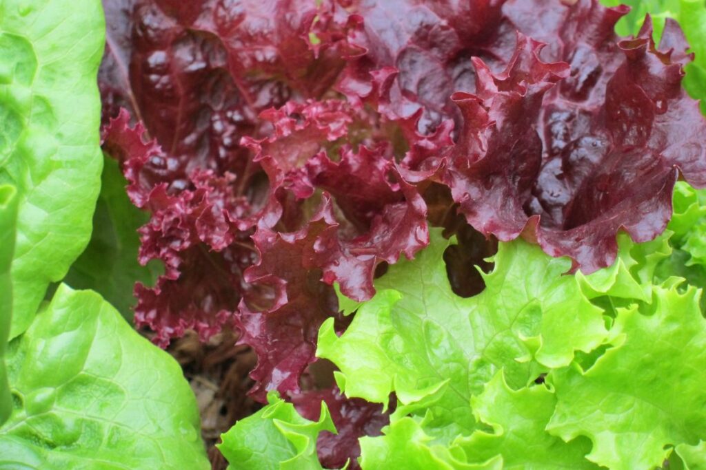 Folhas de alface roxa e verde frescas em horta caseira