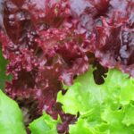Folhas de alface roxa e verde frescas em horta caseira
