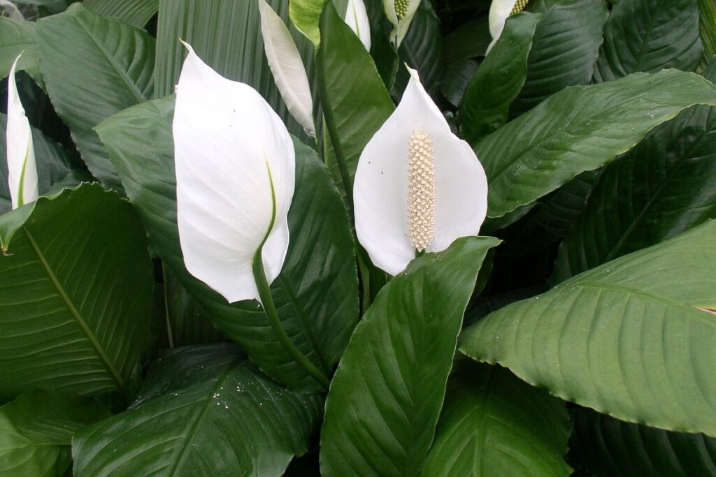 Miniatura do Lírio da Paz com flores brancas e folhas verdes brilhantes, ideal para ambientes internos.