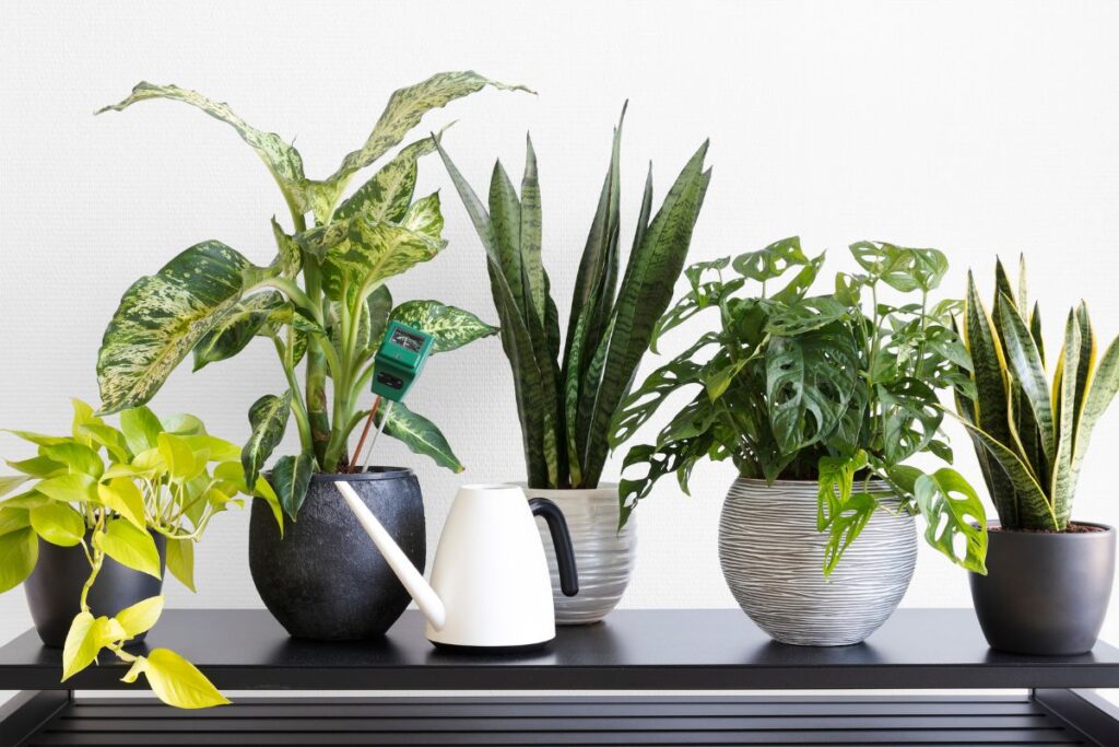 Diversas plantas que purificam o ar em vasos decorativos sobre uma prateleira, incluindo Espada de São Jorge, Jiboia e outras espécies ornamentais.