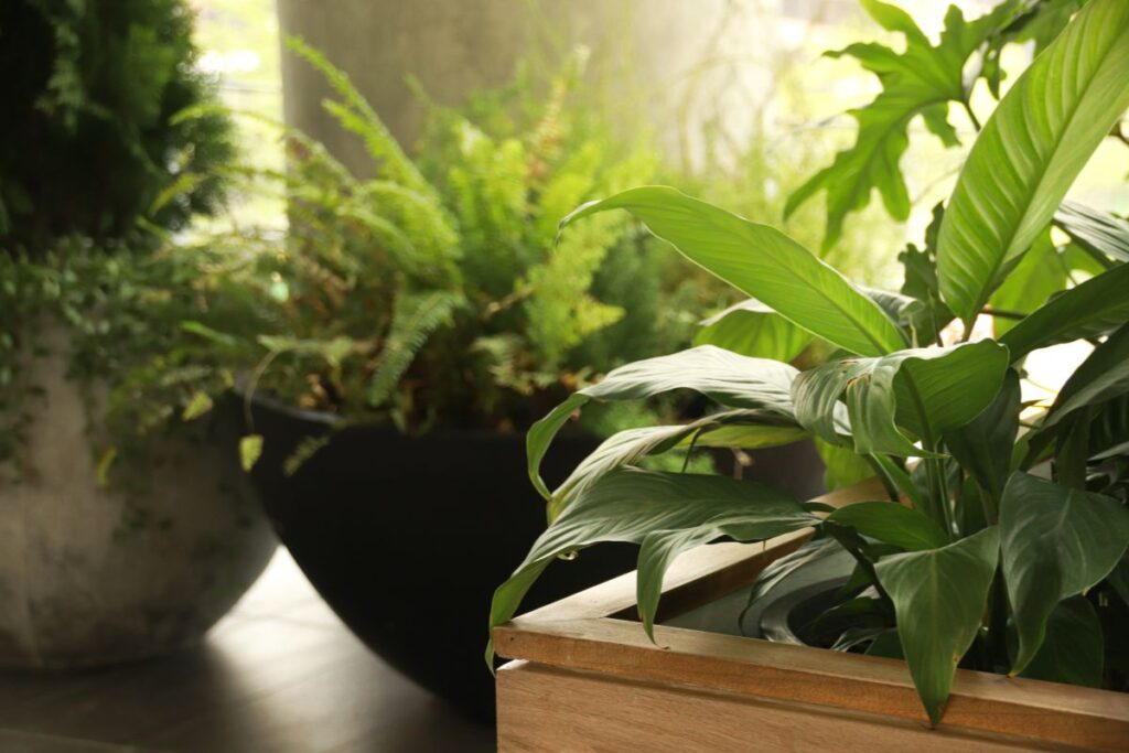 Plantas de interior em vasos decorativos destacando espécies que purificam o ar e trazem equilíbrio ao ambiente.