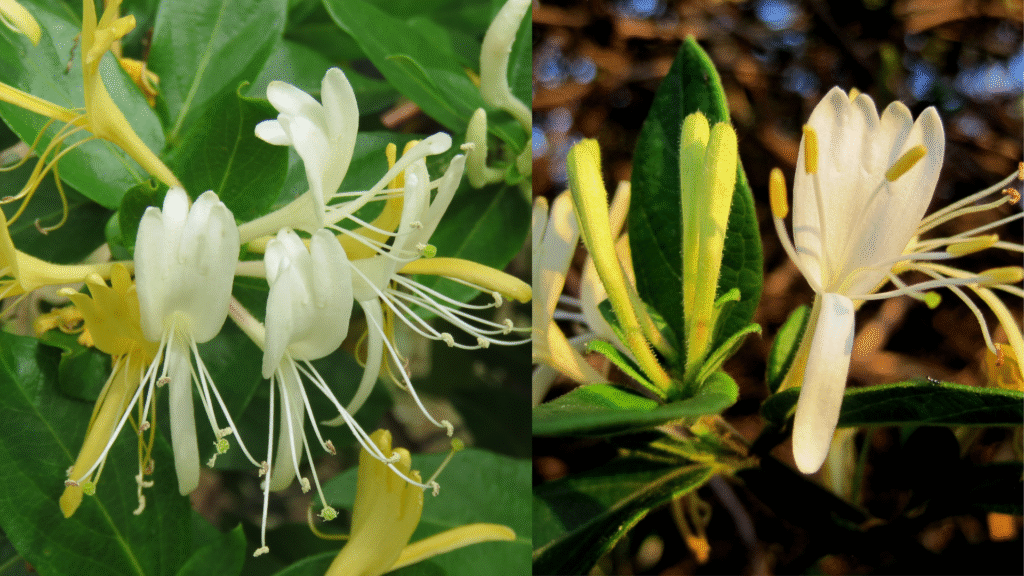 Flores de Madressilva (Lonicera japonica) em tons branco e amarelo, com pétalas alongadas e estames delicados, sobre fundo verde.