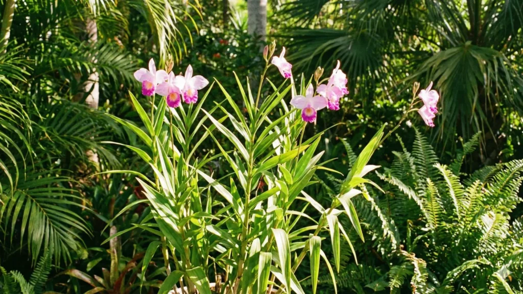 Orquídea bambu florida em jardim tropical com hastes verdes e flores rosadas usada como imagem clicável para acessar o artigo Orquídea Bambu
