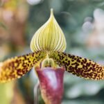orquidea rara
