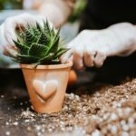 Pessoa com luvas plantando suculenta em vaso de barro com coração, utilizando substrato adequado.