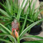 planta abacaxi