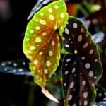 Folhas da begônia maculata em destaque, mostrando o contraste entre o verde-claro e o verde-escuro, ambas com manchas brancas arredondadas características, iluminadas por luz natural.