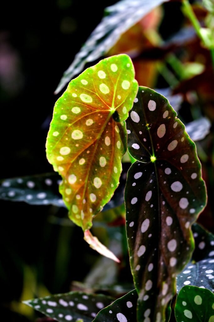 Folhas da begônia maculata em destaque, mostrando o contraste entre o verde-claro e o verde-escuro, ambas com manchas brancas arredondadas características, iluminadas por luz natural.